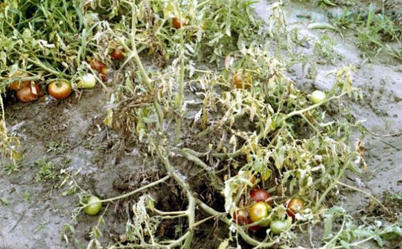 Fusarium