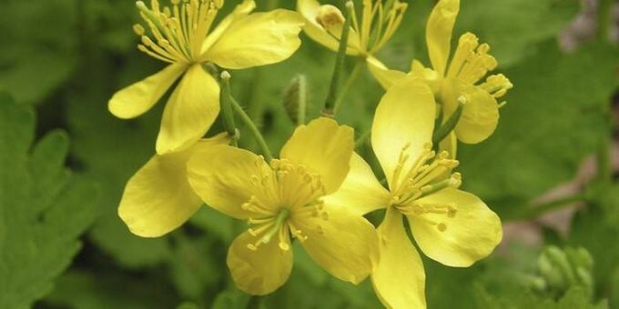 celandine for nail fungus