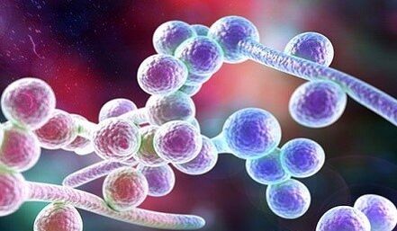 Candida Fungus