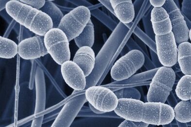 Nail fungal development stage